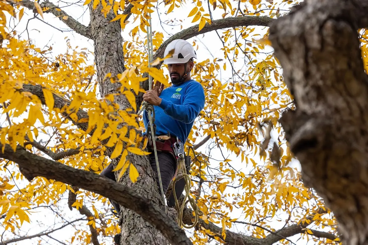 Skilled Tree Planting crew working in Centerville